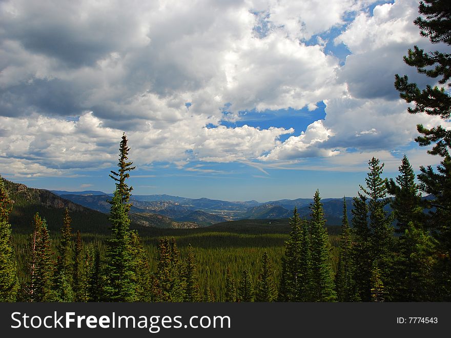 Rocky Mountain Pine Forest with Puffy White Clouds