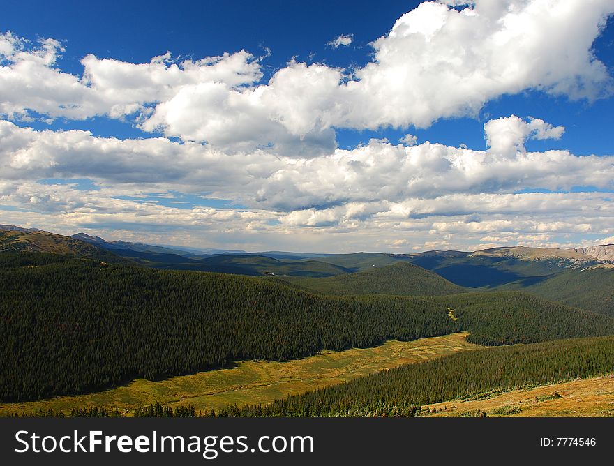 Meadow in a Rocky Mountain Pine Forest