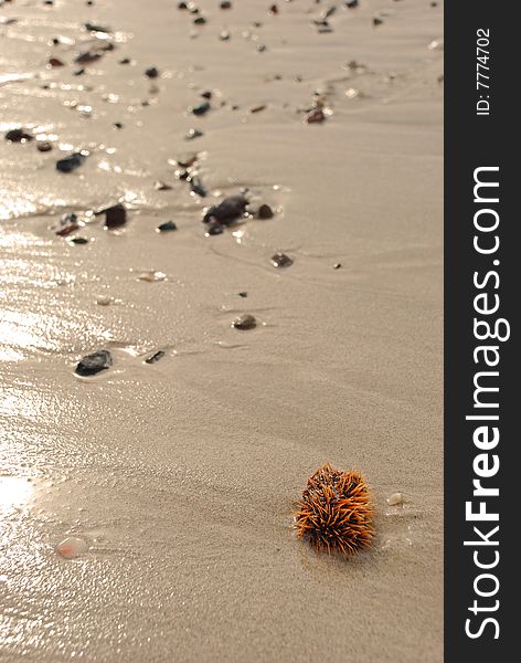 Sea Urchin on the Beach