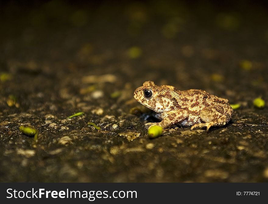 Frog In The Street
