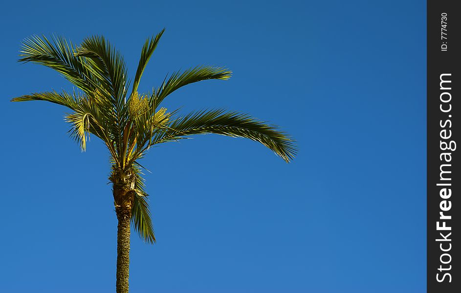 Single Palm Tree On A Blue Sky Background.