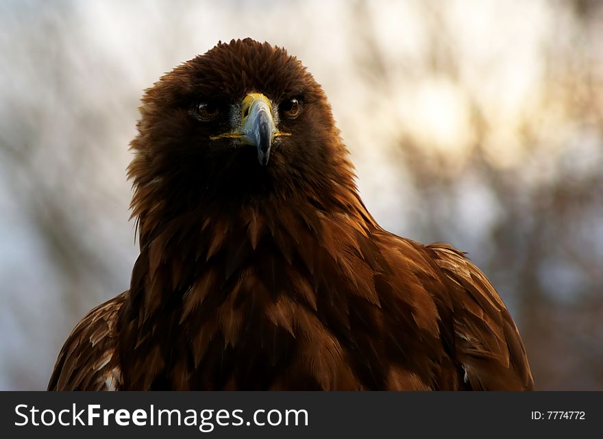 Portrait of a Golden Eagle (Aquila chrysaetos).