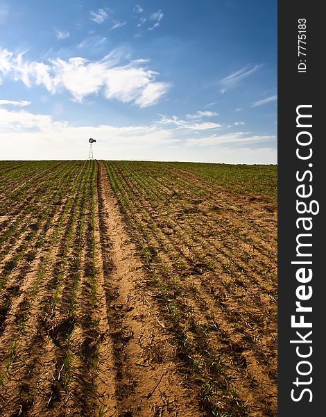 Field of newly planted winter wheat