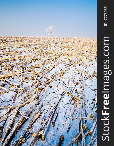 Winter Landscape With Frosted Trees