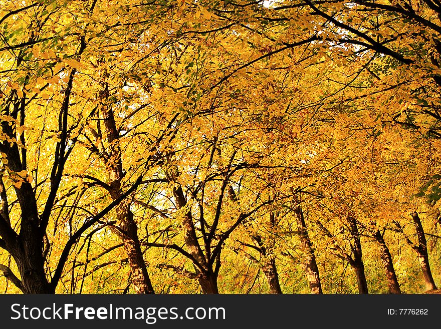 Autumn trees. Golden color of the fall.