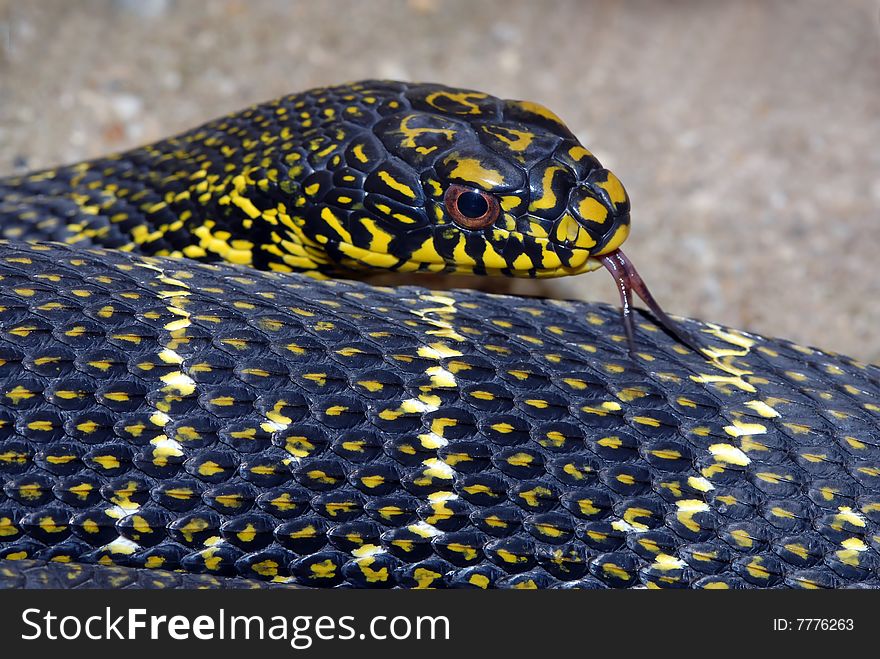 Closeup image of bull snake with tongue out