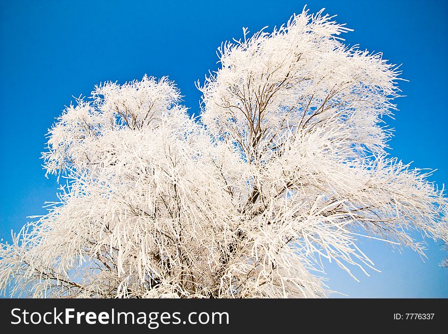 Winter Landscape With Frosted Trees