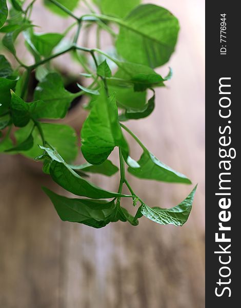 Fresh green pepper plant on table