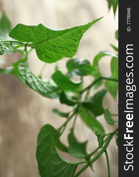 Fresh green pepper plant