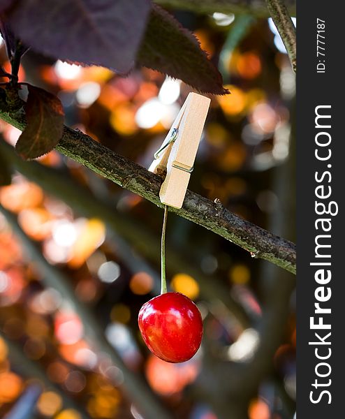 Red Cherry Pinned To A Branch