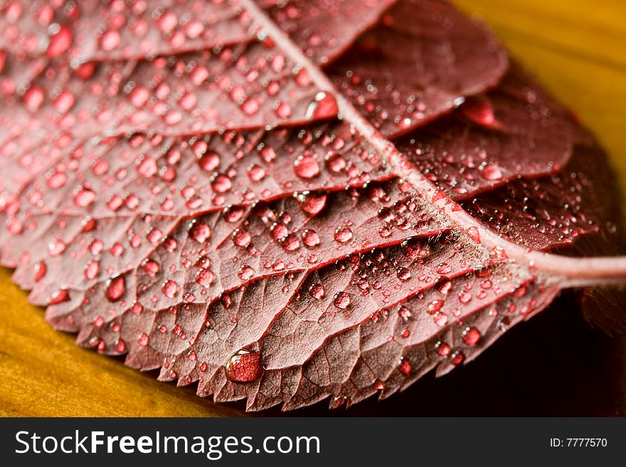 Leaf with raindrops or dew drops closeup