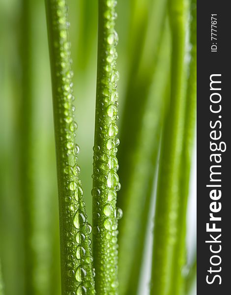 Fresh wet grass background