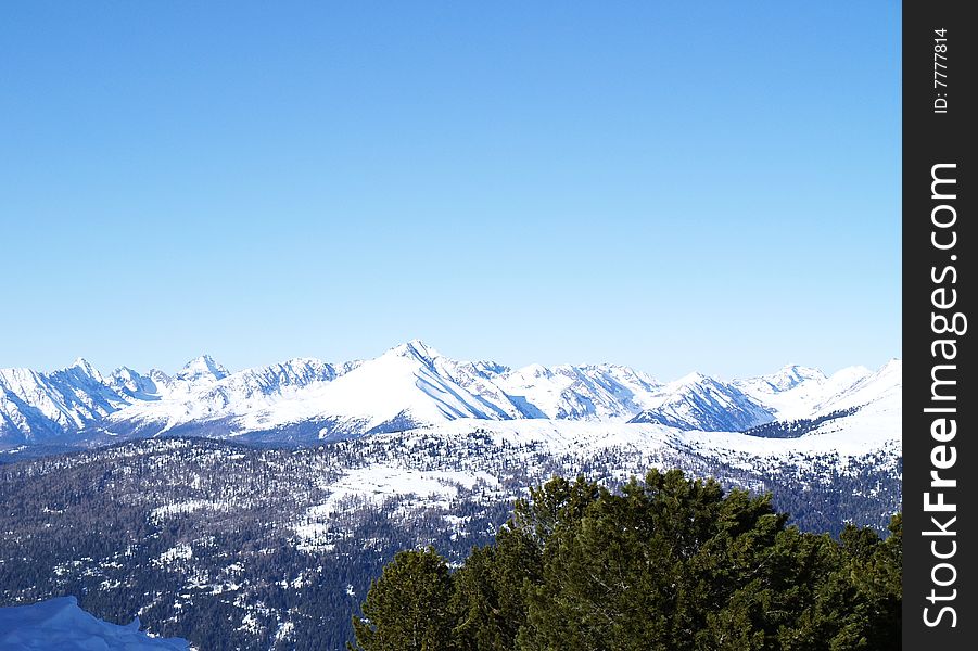 Snowy Mountains with pine trees