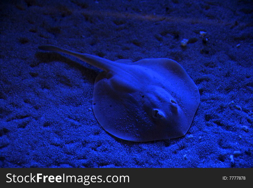 Sting ray swimming on the bottom of the ocean