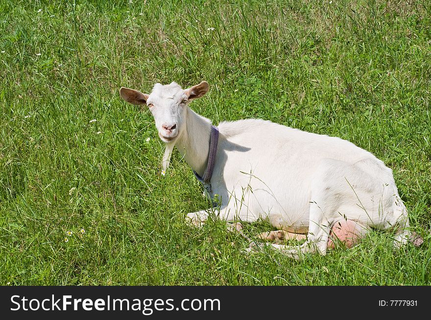 The white house goat lies on a pasture in the summer. The white house goat lies on a pasture in the summer.