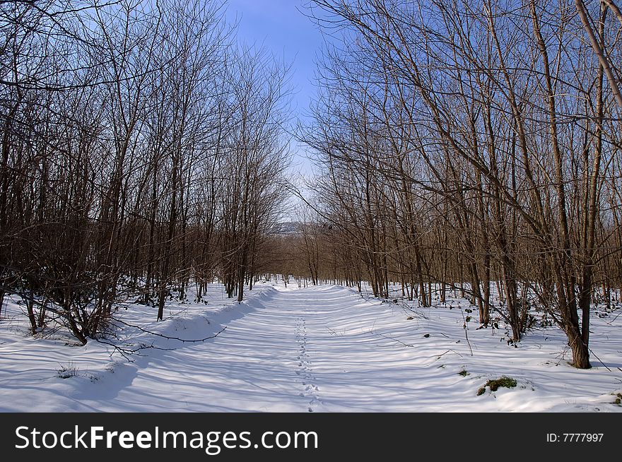 Forest trees at the winter