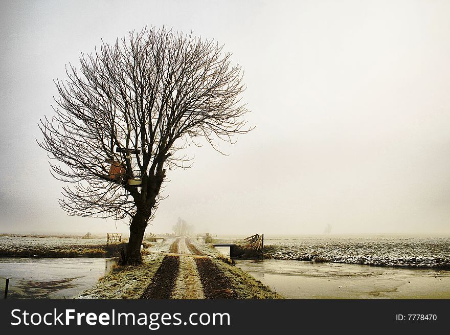 Winter tree in a foggy landscape