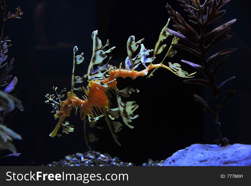 Exotic seadragon swimming in an aquarium