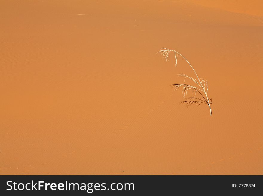 Lonely dry reed in the sand desert. Lonely dry reed in the sand desert