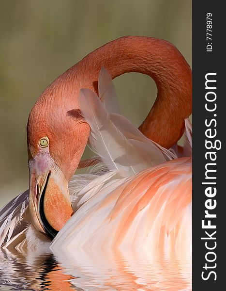 Orange flamingo portrait, resting with beautiful light