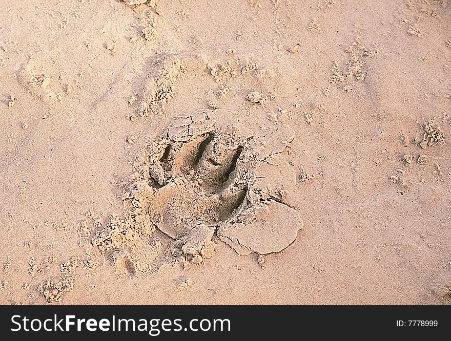 Printed animal trace on a sand near the sea