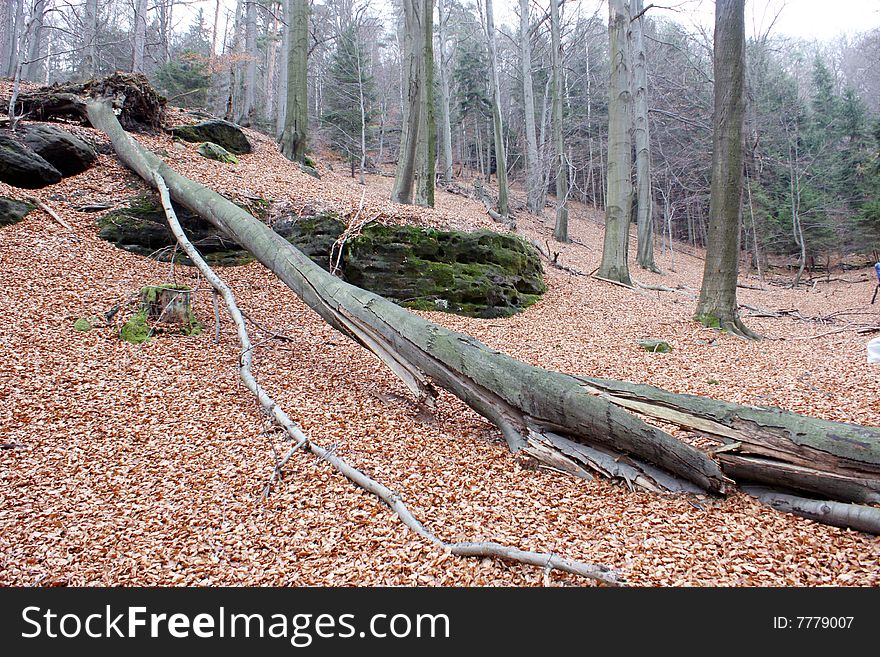 Trunk in the autumn forest