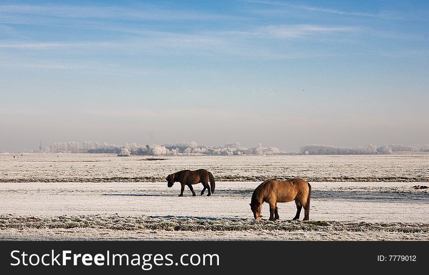 Horses In The Snow