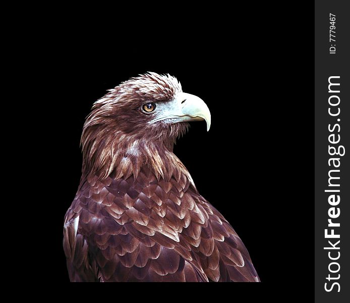 Eagle on a black background