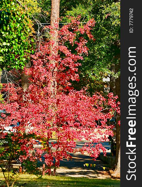 Vibrant red leaves looking beautifiul on a clear fall day. Vibrant red leaves looking beautifiul on a clear fall day