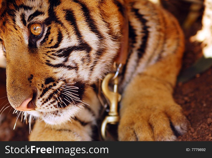 A close up of a young tiger.