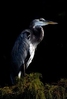 Great Blue Heron Royalty Free Stock Photo Great Blue Heron Royalty Free Stock Photo
