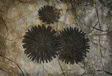 Black Dandelion Stock Photos Black Dandelion Stock Photos