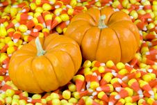 Mini Pumpkins In Candy Corn Royalty Free Stock Image Mini Pumpkins In Candy Corn Royalty Free Stock Image