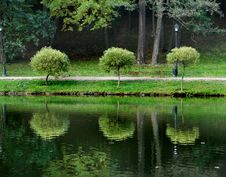 Three Trees Stock Photo Three Trees Stock Photo