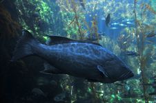 Grouper Royalty Free Stock Photography Grouper Royalty Free Stock Photography