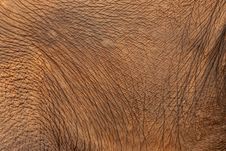 Elephant Skin Stock Images