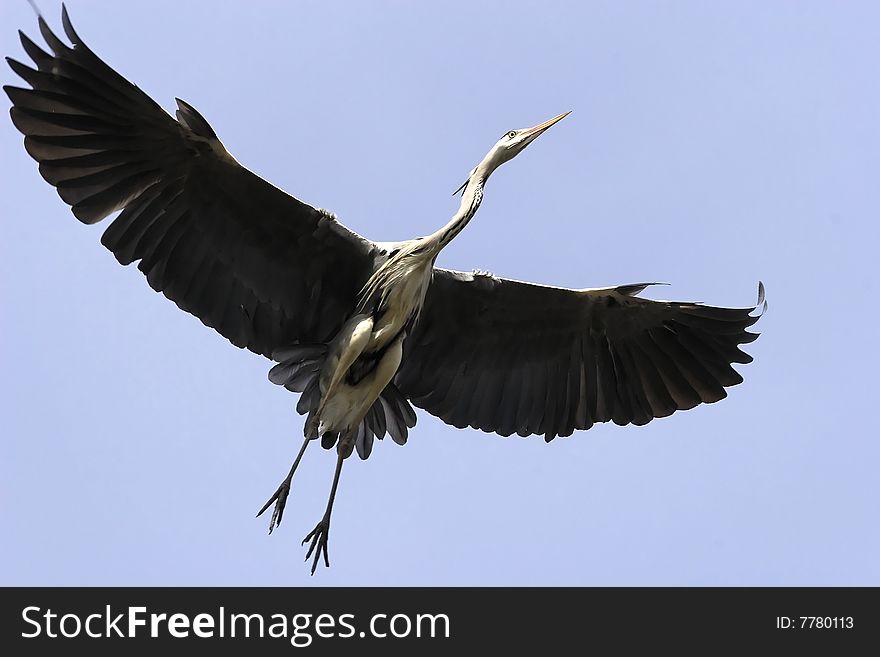Photograph of the flying Heron