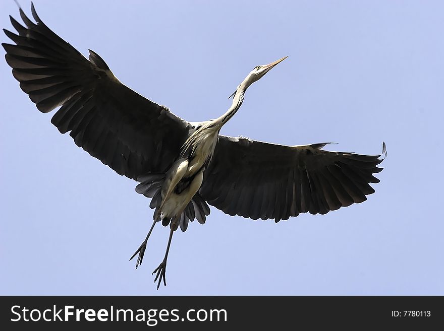 Flying Heron