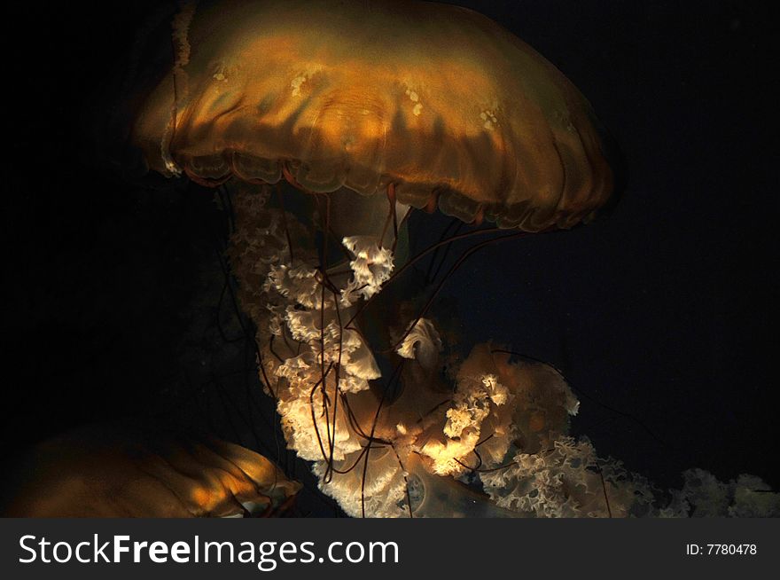 Close up photo of a jellyfish in the ocean. Close up photo of a jellyfish in the ocean