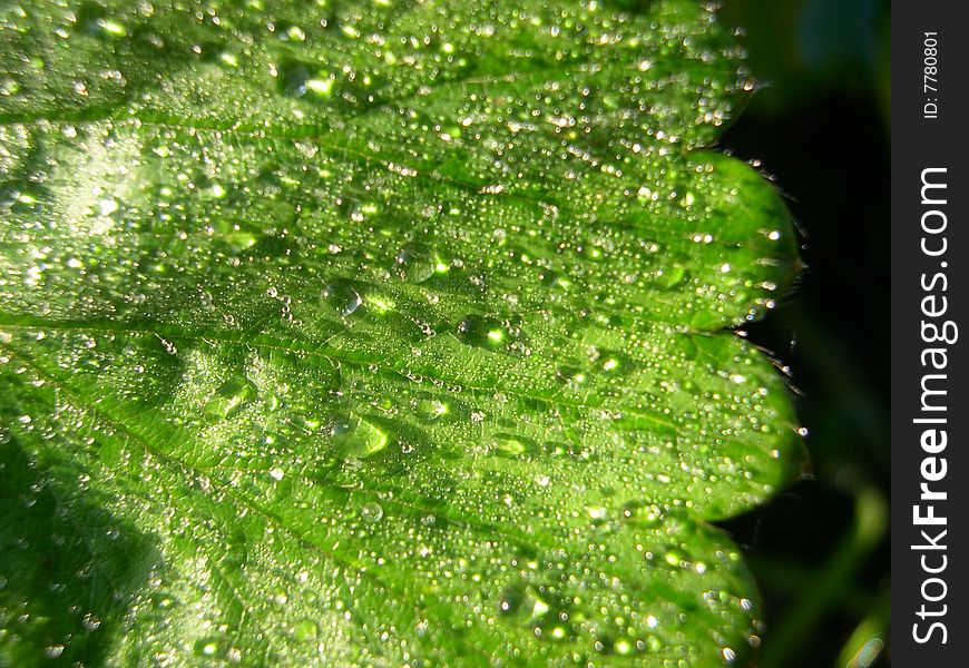 Leaf in dew, drops on the leaf