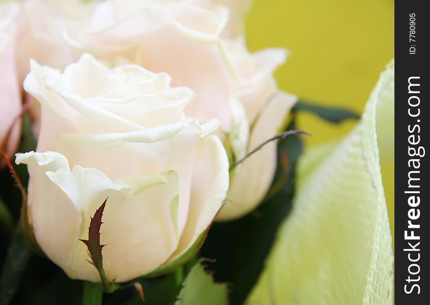 Beautiful wedding bunch of pale pink roses close-up