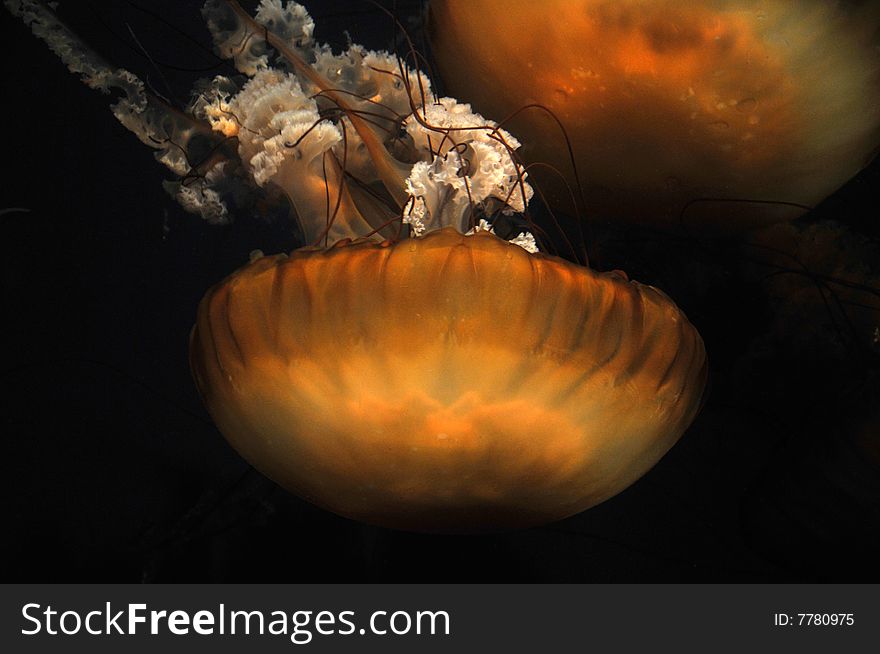 Close up photo of a jellyfish in the ocean. Close up photo of a jellyfish in the ocean