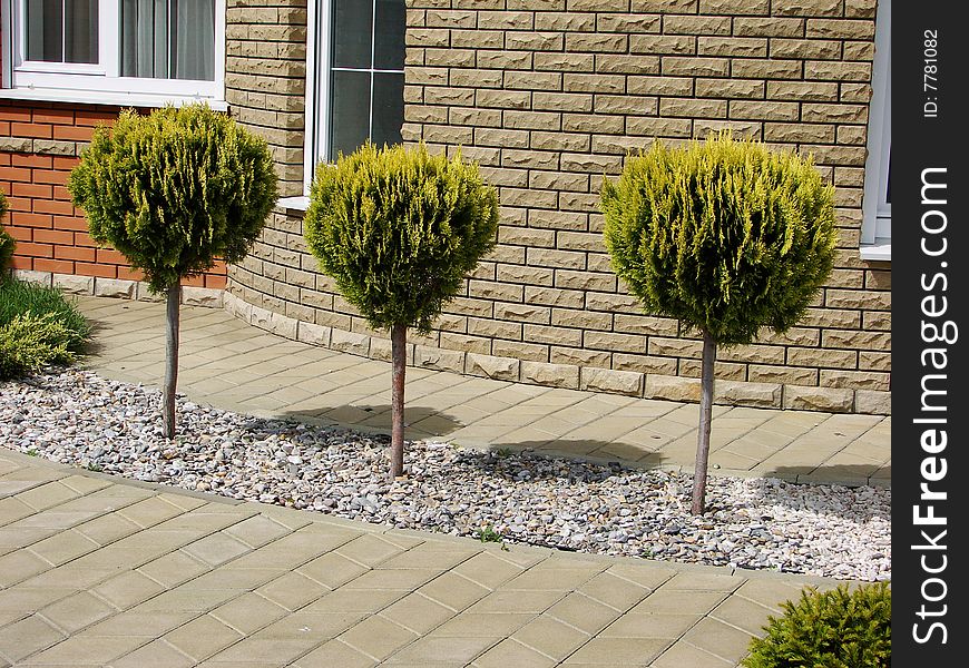 Three youths of tree near the wall of house