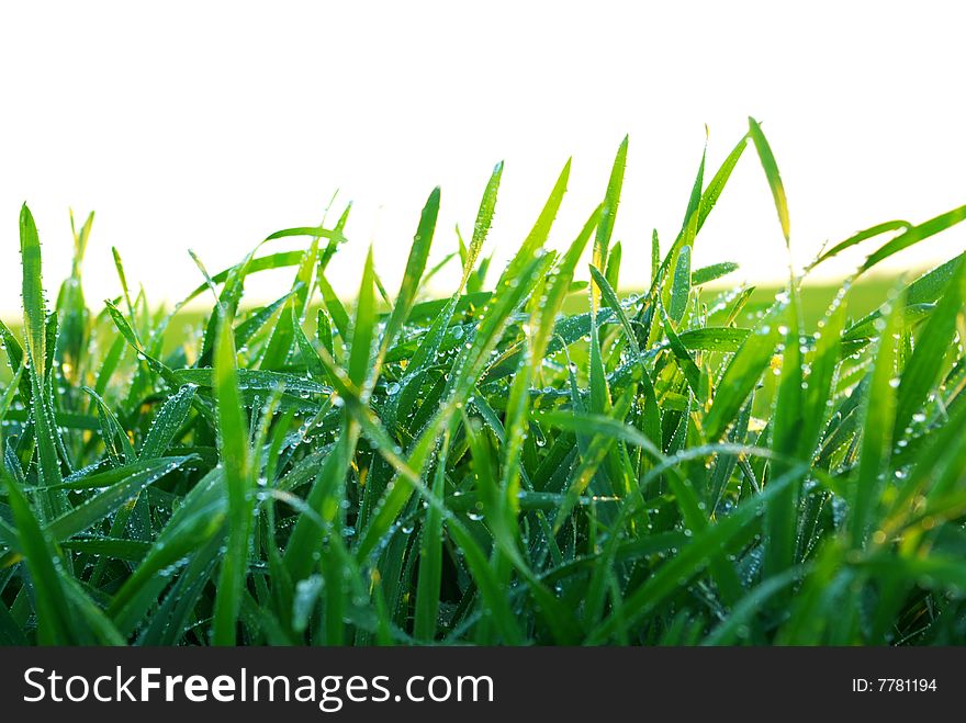 Beautiful green lawn isolated on white. Beautiful green lawn isolated on white