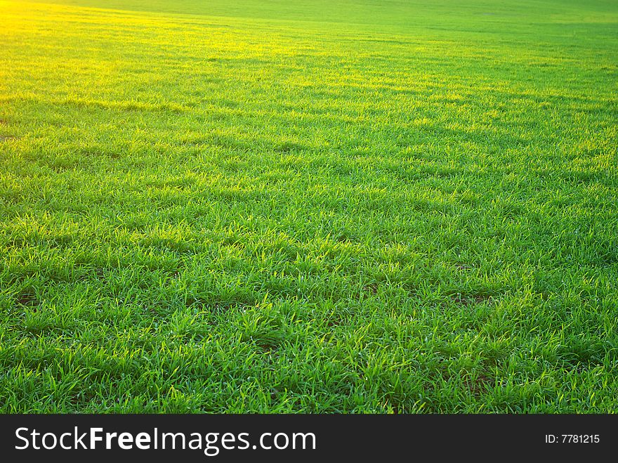 Background green lawn freshly mowed. Background green lawn freshly mowed