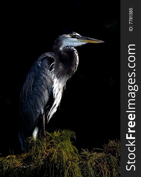 Great Blue Heron in Cypress tree.