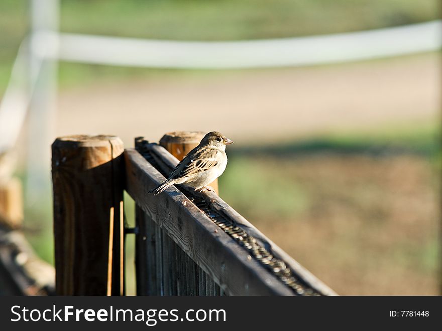 Small bird on a fence in lake Ahula, Israel