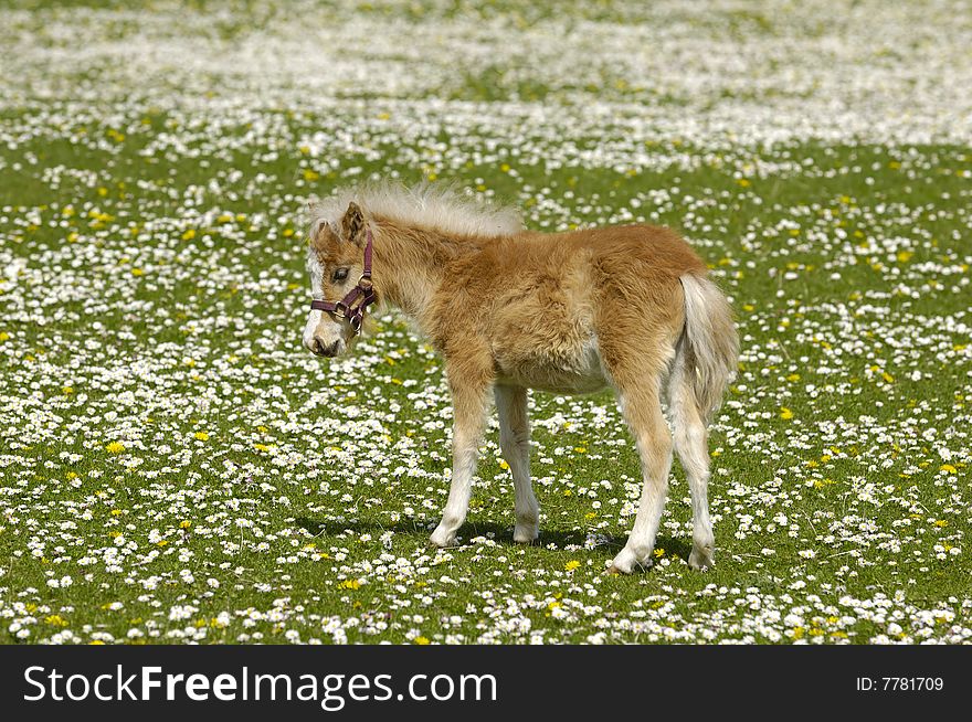 Horse foal on flower field