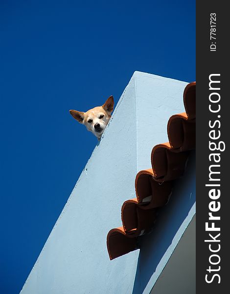 Guard dog on roof is looking down.