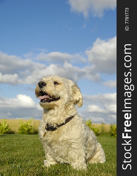 Bichon dog in garden with blue and cloudy sky in the background.